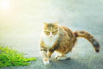 Zoomies pada Kucing, Perilaku Aktif yang Bikin Heran