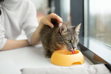 Jenis Makanan Terlarang Bagi Kucing 