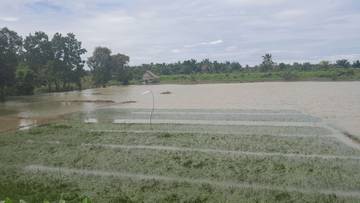 Pertanian Terendam Banjir, DPKP Pandeglang Usulkan Bantuan Benih 
