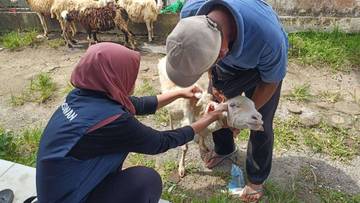 Inovasi Konsultasi Online Jangkau Sasaran Peternak Pandeglang