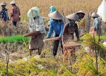 Lebak Percepat Tanam Padi Demi Jaga Ketahanan Pangan