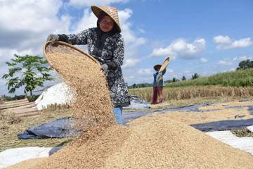 Petani Lebak Panen Raya, Kesejahteraan Ekonomi Meningkat