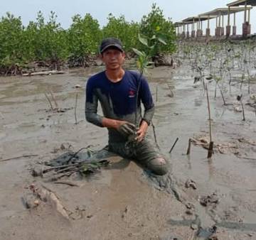 Mangrove Lontar Benteng Pesisir Banten Utara