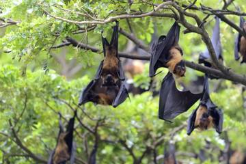 Warga Lebak Diminta Waspadai Virus Nipah