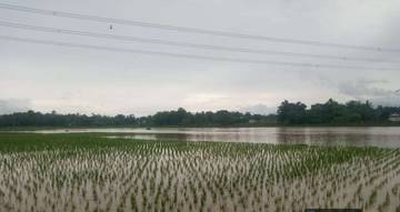 Terdampak Bencana, Pemkab Serang Berikan Bantuan Benih 