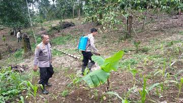 Polsek Cijaku Dukung Ketahanan Pangan Lewat Tanam Jagung