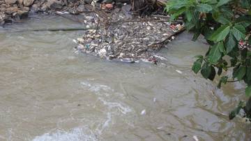 Tercemar, Warga Diminta Tak Konsumsi Ikan Sungai Cisadane