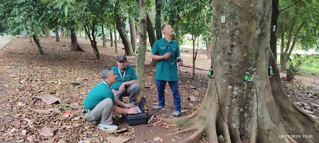 Kesehatan Pohon: Studi kasus di Kebun Raya Cibodas