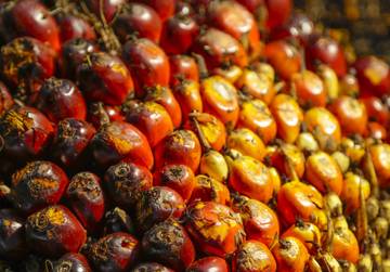 Malaysia Dorong Diversifikasi Pasar Minyak Sawit di Tengah Pengenaan Tarif Baru oleh AS