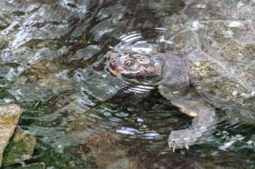 Kasus Penyelundupan Satwa Liar di Perbatasan Singapura Meningkat