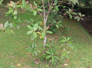 Illicium dari Indonesia, Emas Hijau yang Masih Diabaikan 