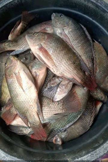 Ikan Tawar Mudah dan Cepat Panen