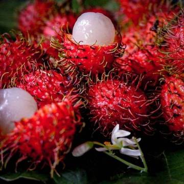 Kulit Rambutan Jadi Pupuk?
