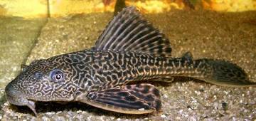 Invasi Ikan Sapu-Sapu