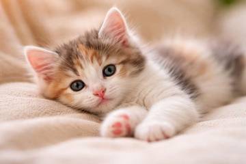 Pertanda di Balik Kucing yang Sering Cegukan