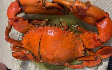 Manfaat Kepiting untuk Kesehatan Perlu Kamu Tahu