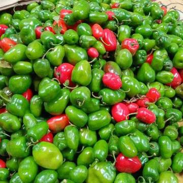 Cabe Gendot Menjadi Primadona Baru Pecinta Pedas