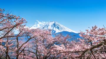 Festival Sakura Fuji Dibatalkan Demi Ketertiban Warga