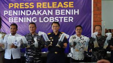 Bea Cukai Gagalkan Penyelundupan 231 Ribu Benih Lobster 