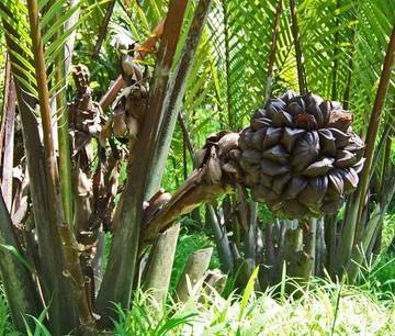 Buah Nipah, Manfaatnya Jarang Diketahui