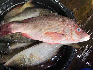 Beragam Ikan yang Bagus untuk MPASI  