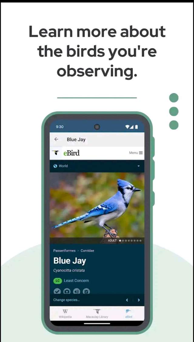 Hadirnya Aplikasi BirdNet Memudahkan Peneliti Ornitologi