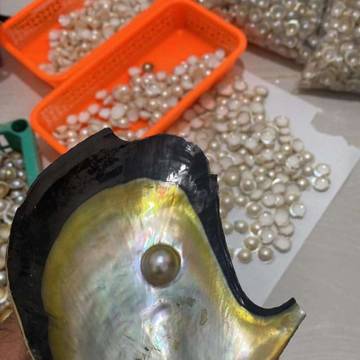 Pengusaha Mutiara Sambut Gembira Penurunan Tarif Kargo Udara