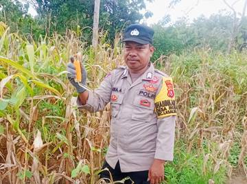 Bhabinkamtibmas Desa Wajah Jaya Pantau Tanaman Jagung Warga