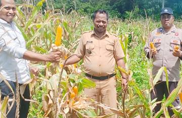 Bhabinkamtibmas Polsek Ambuau Indah Dampingi Panen Raya Jagung
