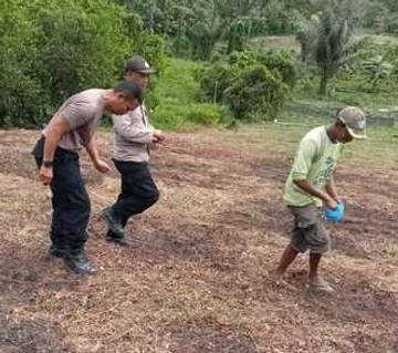 Polsek Sorawolio Tanam Jagung Pakan Hibrida