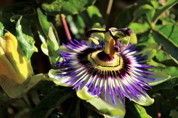 Manfaat Passion Flower Untuk Kesehatan Fisik Dan Pikiran