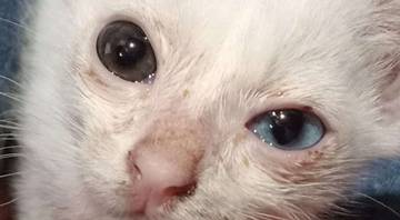 Cara Perawatan Kucing Odd Eye 