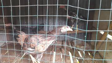 Cara Beternak Ayam Kampung Untuk Pemula