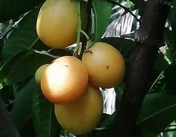 Gandaria, Buah Segar dengan Segudang Khasiat Untuk Tubuh