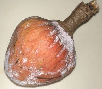 Manfaat Buah Nona Merah Untuk Kesehatan dan Kecantikan