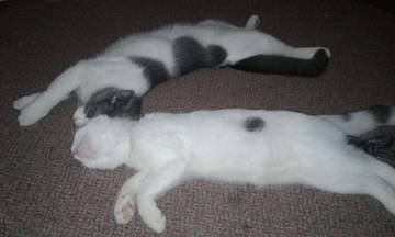 Penyebab Kucing Suka Tidur Sepanjang Hari