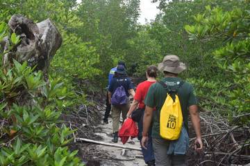 Teluk Pambang Kembangkan Wisata Unik Kunang-Kunang Mangrove