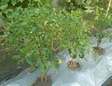 Cara Sederhana Menanam Cabai Dari Biji di Rumah