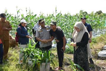 Petani Berancah Bagikan Filosofi Sukses Bertani Cabai Jagung