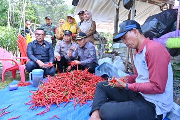 Petani Wonosari Kembangkan Cabai Merah di Lahan Gambut