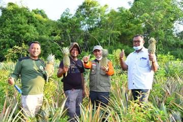 Kebutuhan Buah Nanas di Bengkalis Cukup Tinggi