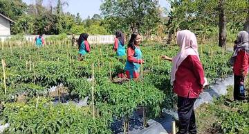 Sukseskan Program Gurimdam  SMKN 2 Bengkalis Tanam Cabe