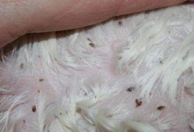 Cara Menghilangkan Kutu Kucing Secara Tradisional - RRI.co.id