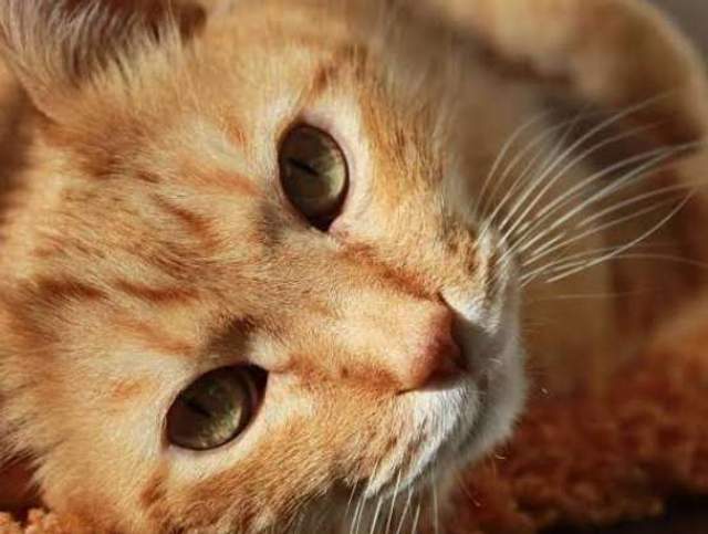 Keistimewaan Kucing Oren, Menggemaskan dan Unik