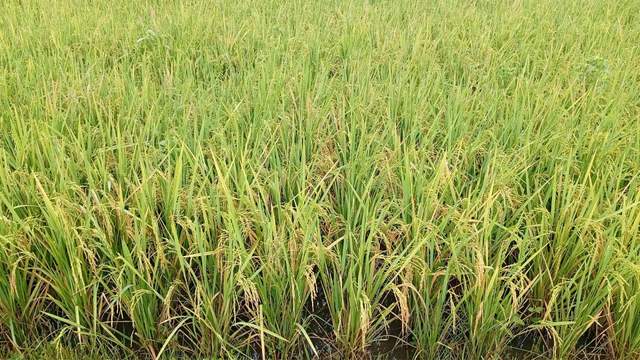 Menteri Pertanian Pastikan Stok Pangan Nasional Aman