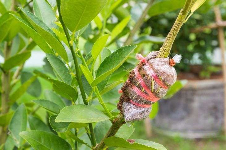 Cara Mudah Menumbuhkan Tanaman dari Stek