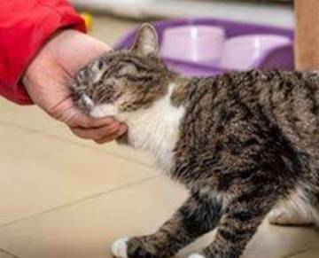 Beberapa Alasan Kucing Mendekati Kita