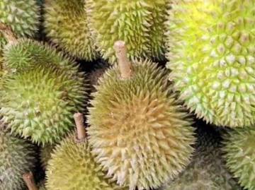 Kelebihan Buah Durian Dibandingkan Buah Lainnya