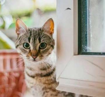 Kenapa Kucing Liar Datang ke Rumah? Ini Penjelasannya