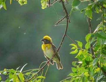 Unik, ini Burung yang Tidak Membuat Sarang